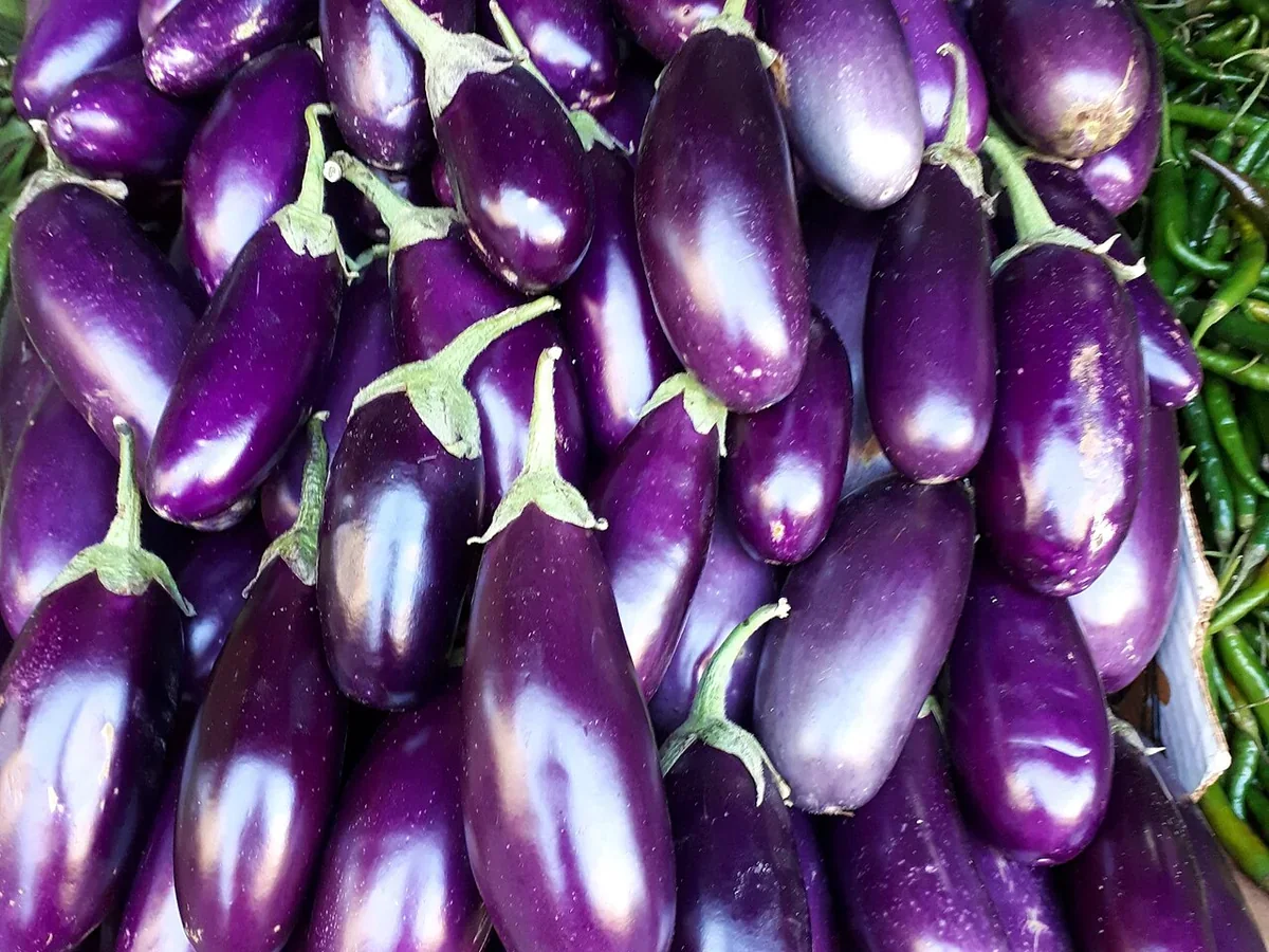 Aubergine