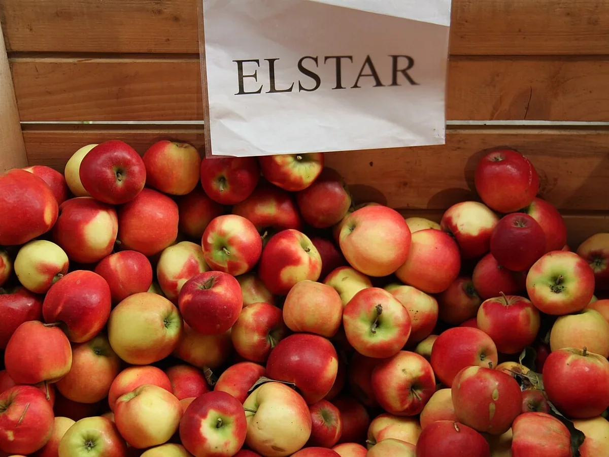 Apfel Elstar